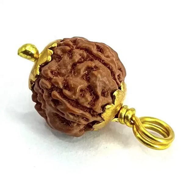5 Mukhi Rudraksha - Indonesia